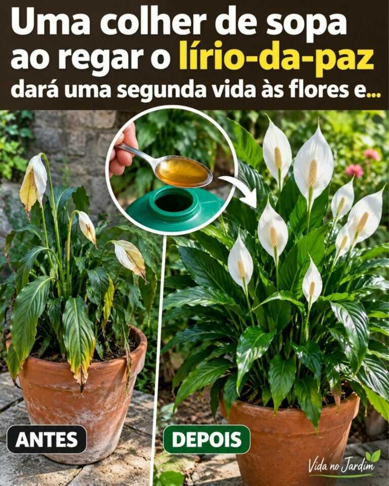 🌸Uma colher de sopa ao regar o lírio-da-paz dará uma segunda vida às flores e…