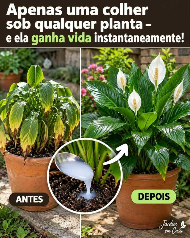🌸Apenas uma colher sob qualquer planta – e ela ganha vida instantaneamente!