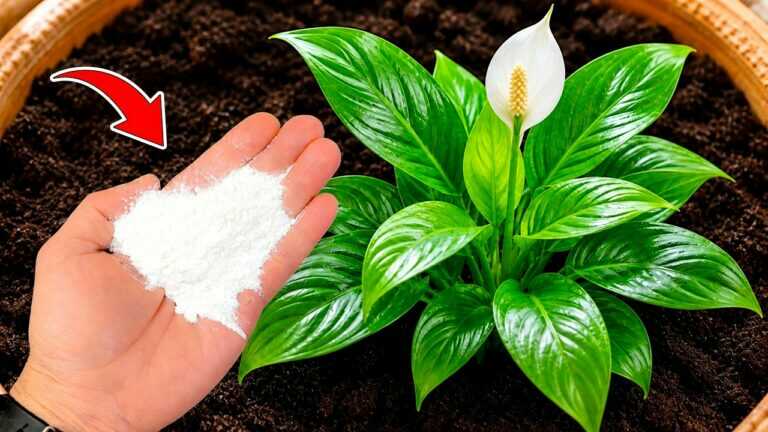🌸O meu lírio-da-paz não florescia… Então experimentei isto!