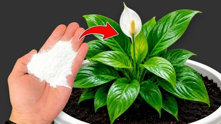 🌸Gostaria de ter sabido isto mais cedo: apenas uma chávena é suficiente para fazer qualquer planta florescer abundantemente…