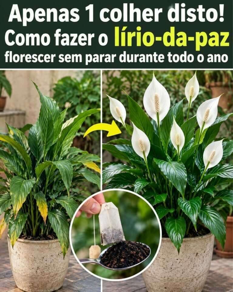 Apenas 1 colher disto! Como fazer o lírio-da-paz florescer sem parar durante todo o ano