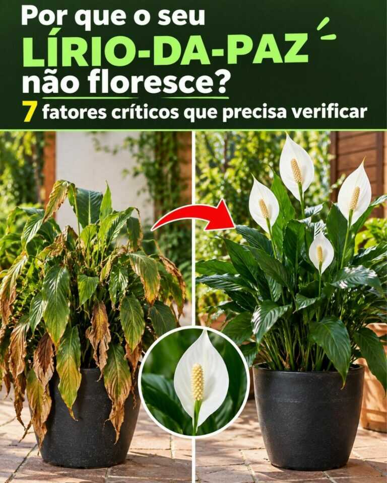 Por que o seu lírio-da-paz não floresce: 7 fatores críticos que precisa verificar