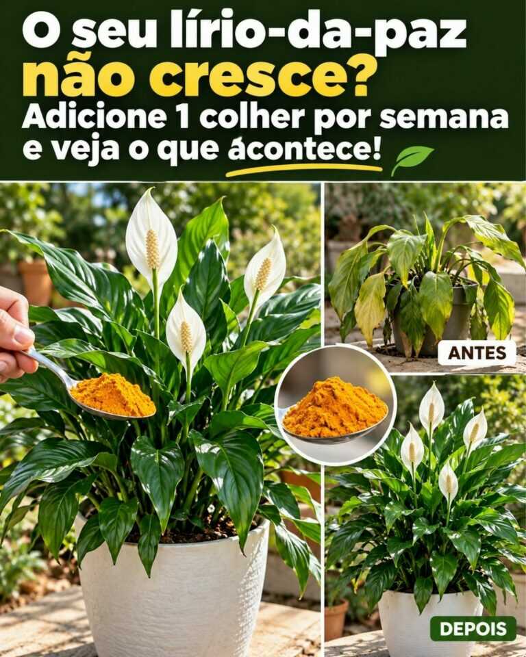 O seu lírio-da-paz não cresce? Adicione 1 colher por semana e veja o que acontece!