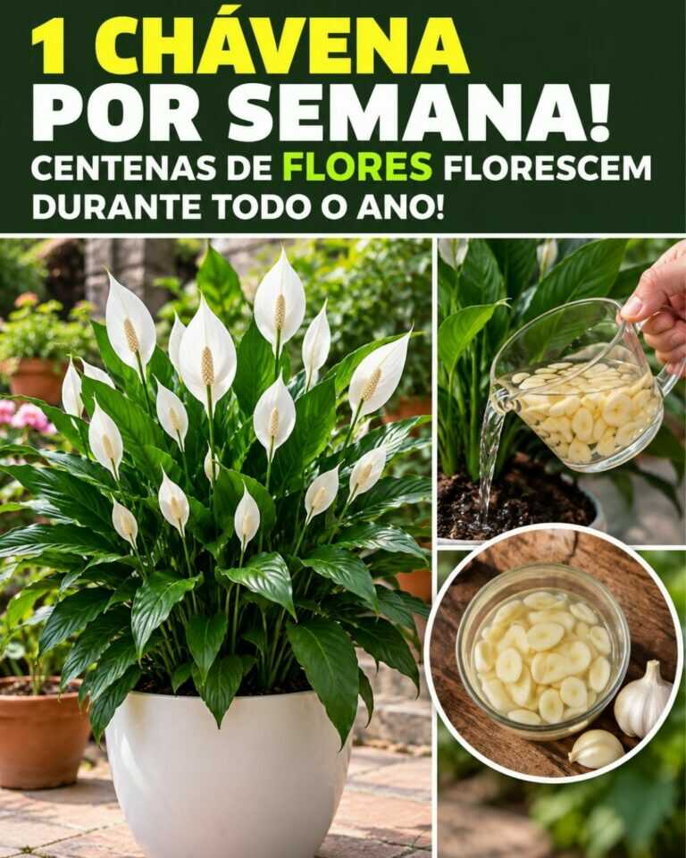 1 chávena por semana! Centenas de flores florescem durante todo o ano!
