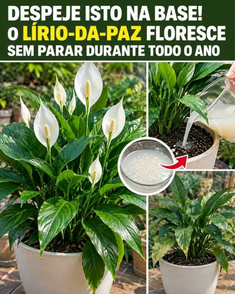 Despeje isto na base! O lírio-da-paz floresce sem parar durante todo o ano