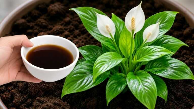 Líquido poderoso que faz as plantas ganharem força e florescerem 🔥
