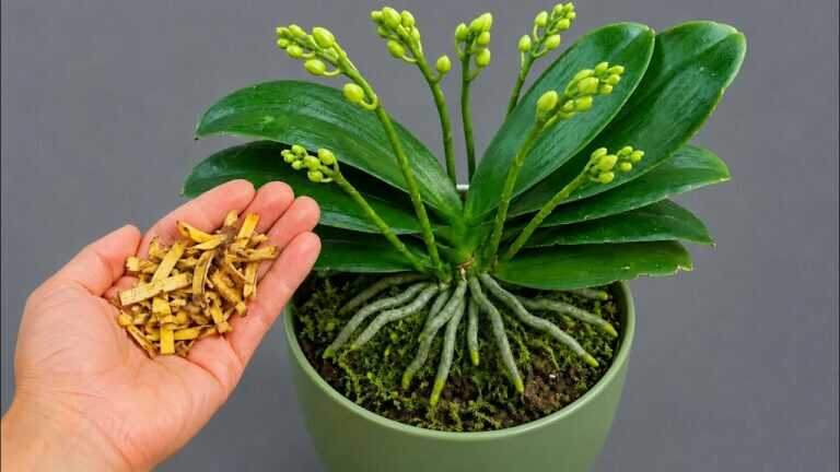 O segredo para fazer a sua orquídea florescer pelo menos duas vezes por ano! orquídea floresceu abundantemente