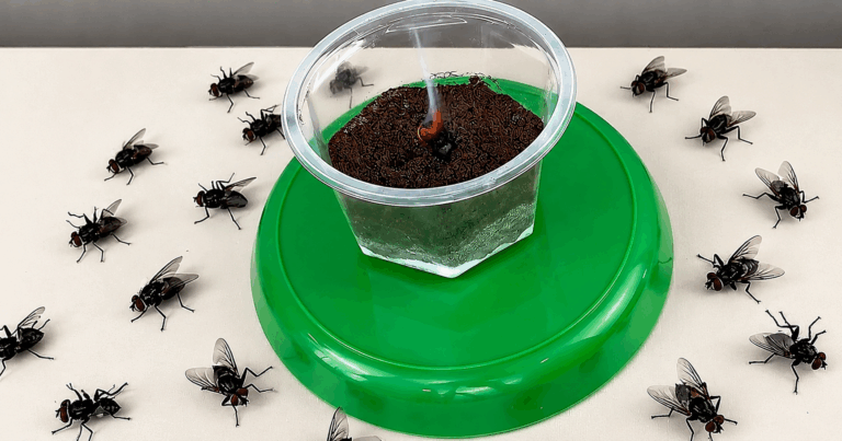 Fliegen loswerden ohne Chemie: 8 einfache Hausmittel für ein insektenfreies Zuhause
