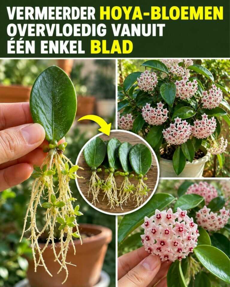 Vermeerder Hoya-bloemen overvloedig vanuit één enkel blad. De Hoya heeft veel
