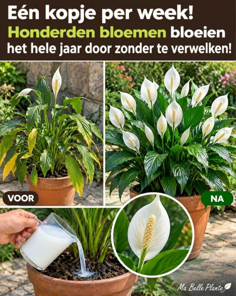 Eén kopje per week! Honderden bloemen bloeien het hele jaar door zonder te verwelken!