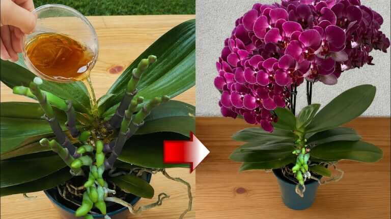 Giet het maar één keer! Orchideeën zonder bloemen zullen overvloedig en voortdurend bloeien.