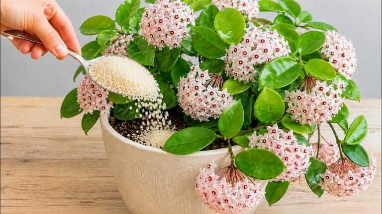 Het geheim om Hoya-wasbloemen 3 keer per jaar te laten bloeien — dit wist je waarschijnlijk nog niet