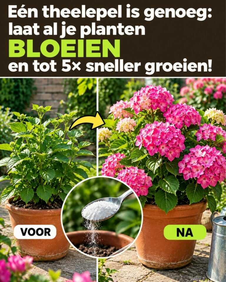 🌸 Eén theelepel is genoeg: laat al je planten bloeien en tot 5× sneller groeien!