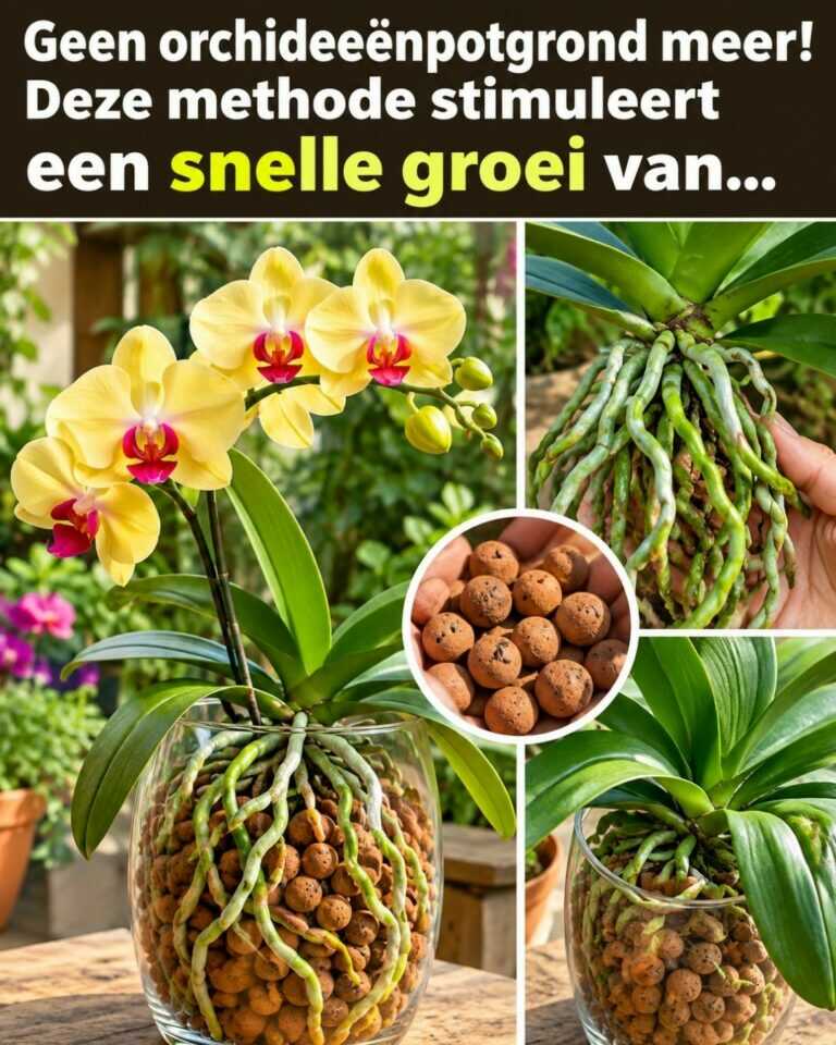 Geen orchideeënpotgrond meer! Deze methode stimuleert een snelle groei van…