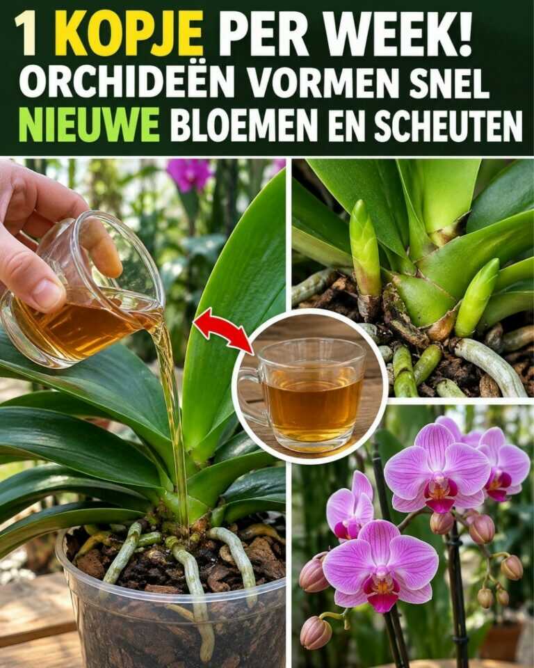 1 kopje per week! Orchideeën vormen snel nieuwe bloemen en scheuten