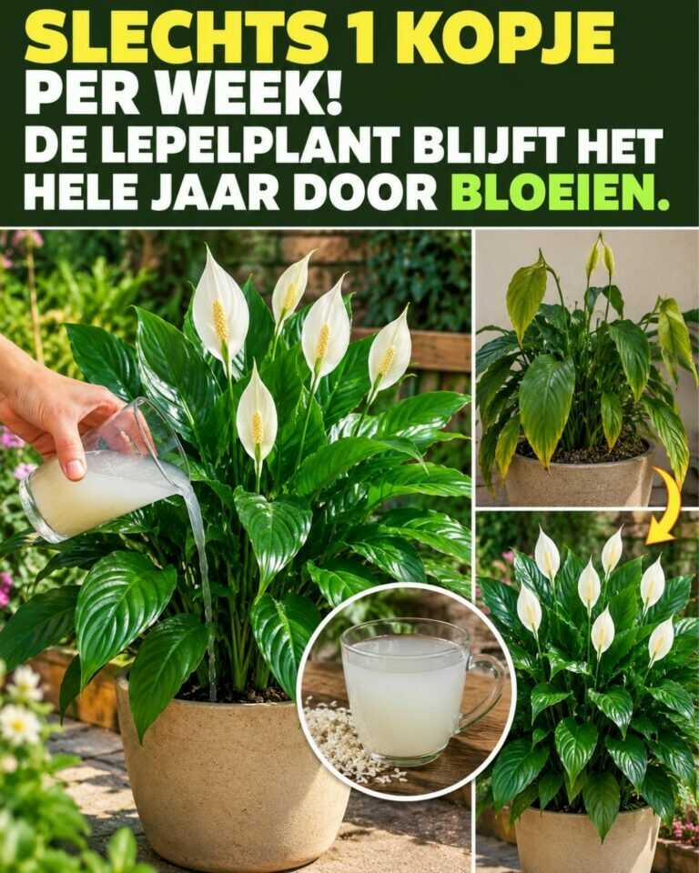 Slechts 1 kopje per week! De lepelplant blijft het hele jaar door bloeien.
