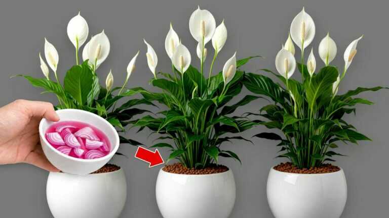 1 kopje per week! Honderden bloemen kunnen het hele jaar door blijven bloeien