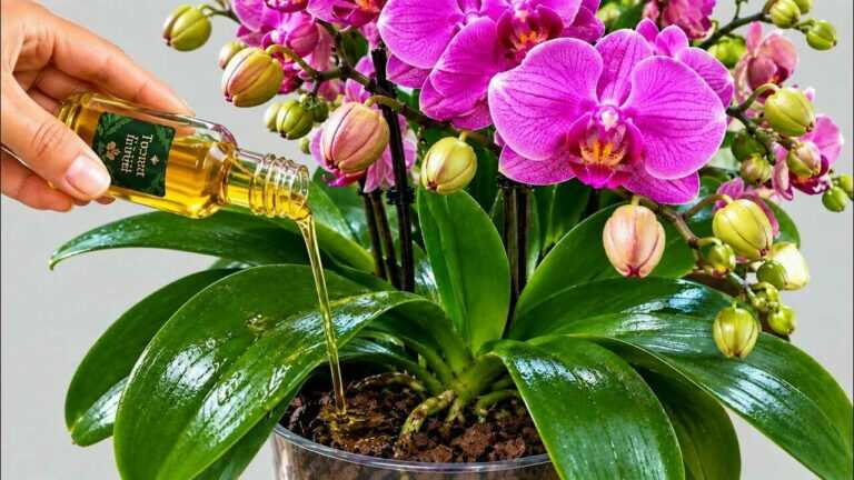 Doe dit nu! Binnen 15 dagen kunnen orchideeën veel nieuwe bloemstelen vormen