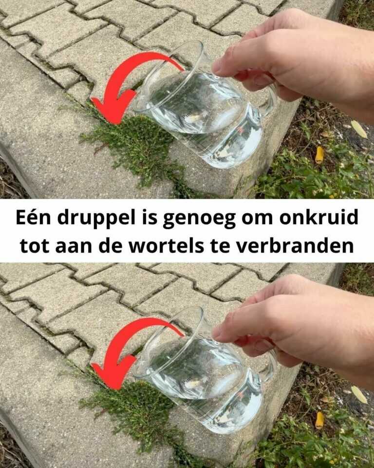 Eén druppel kan genoeg zijn om onkruid tot diep bij de wortels aan te pakken