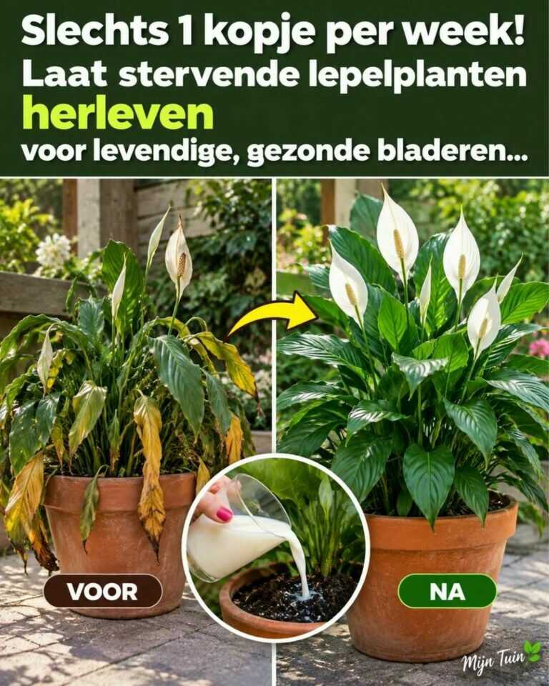 Let op! Zo kun je azijn bij orchideeën gebruiken om de bloei langer te stimuleren