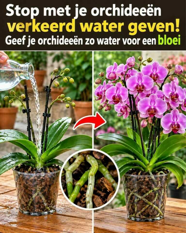 Stop met orchideeën verkeerd water geven! Geef ze zo water voor een betere bloei