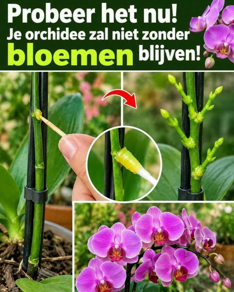 Probeer dit nu! Zo hoeft je orchidee niet lang zonder bloemen te blijven
