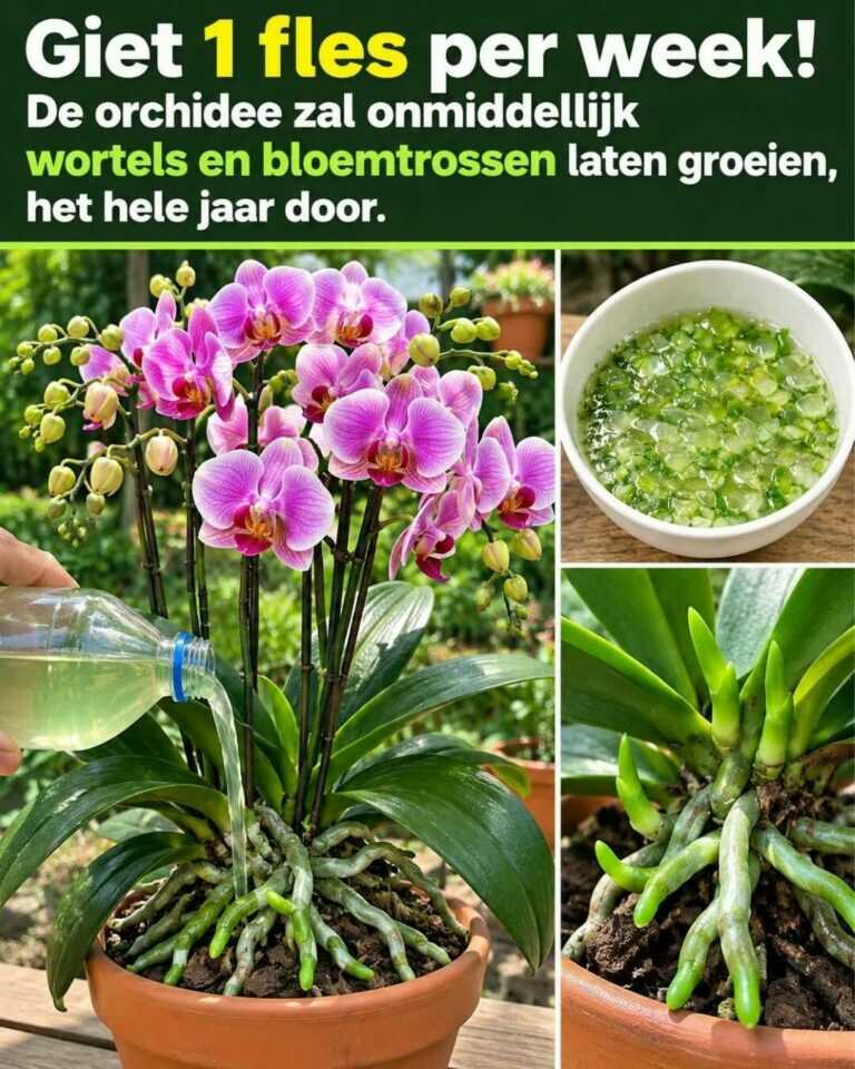 Giet 1 fles per week! De orchidee kan snel nieuwe wortels en bloemtrossen vormen