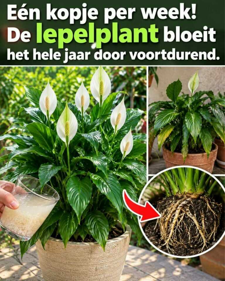 Eén kopje per week! De lepelplant kan bijna het hele jaar blijven bloeien