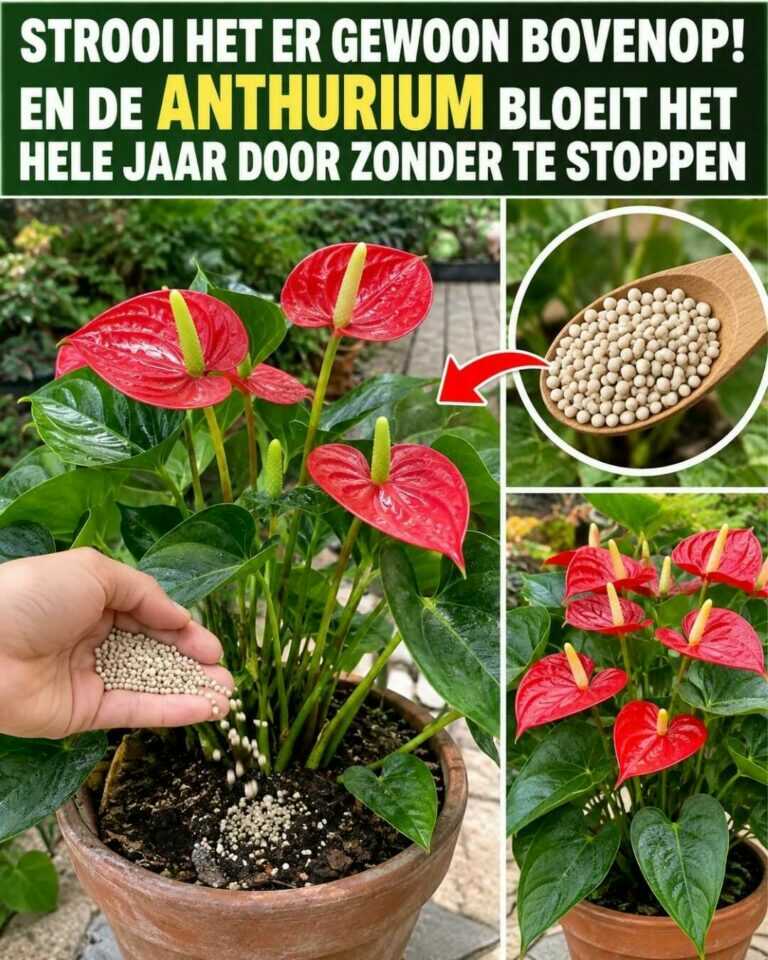 Strooi het er gewoon bovenop — de anthurium kan het hele jaar blijven bloeien