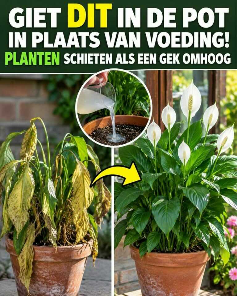 Giet dit in de pot in plaats van voeding — planten kunnen ineens veel sneller groeien