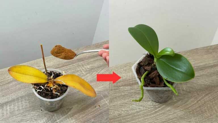 Rotte orchidee redden met kaneelwater: wat je kunt behouden en wat beter anders kan