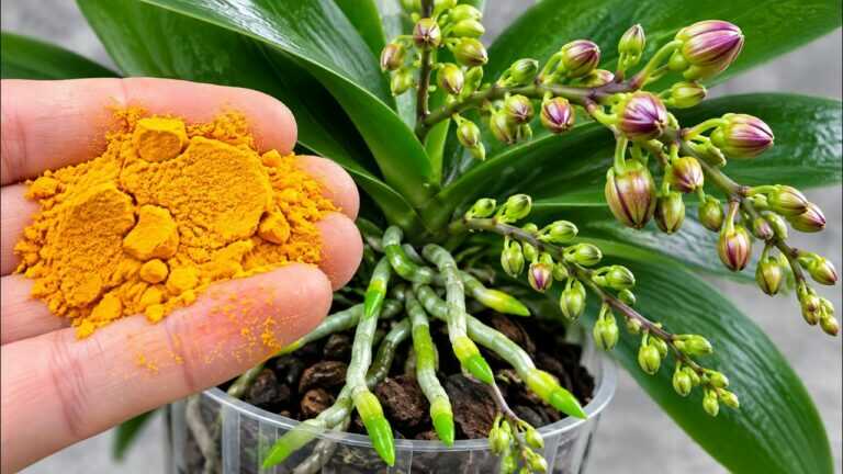 Een kleine hoeveelheid hiervan is genoeg om orchideeën 5 keer sneller te laten groeien en bloe
