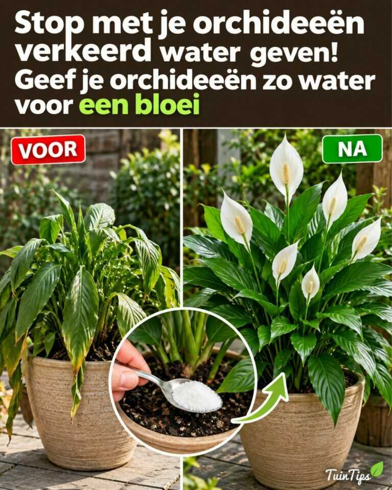 Slechts 1 kopje per week! Laat stervende lepelplanten herleven voor levendige, gezonde bladeren