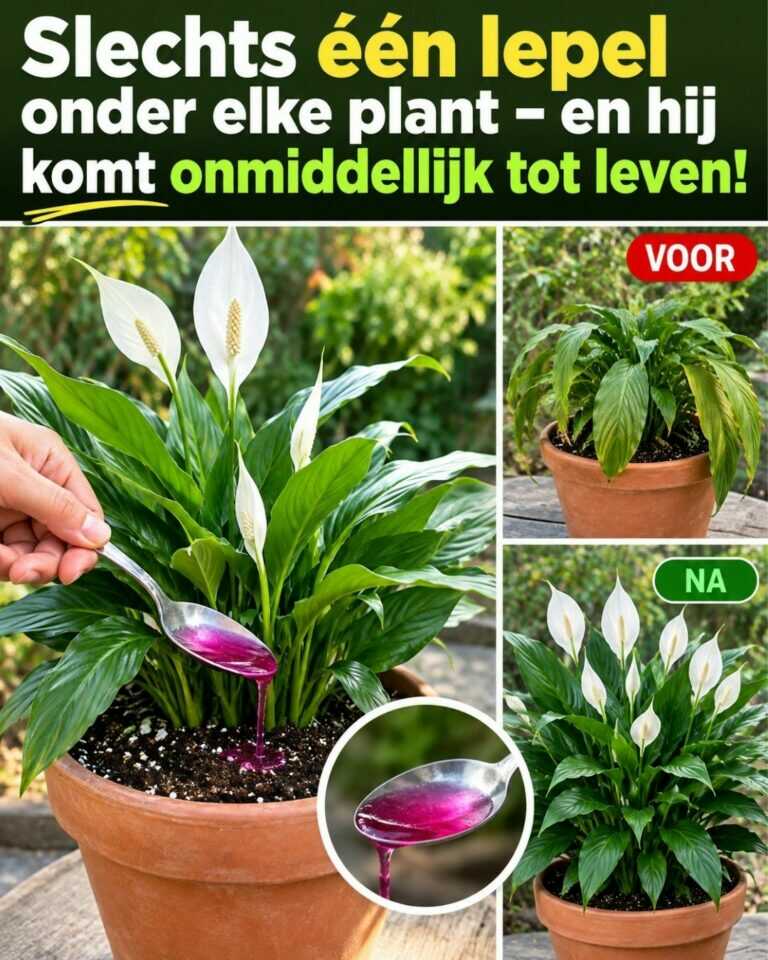 Slechts één lepel onder elke plant – en hij komt onmiddellijk tot leven!