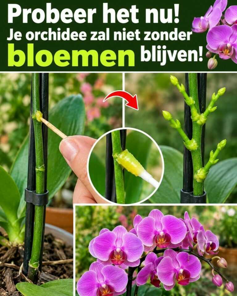Probeer het nu! Je orchidee zal niet zonder bloemen blijven!