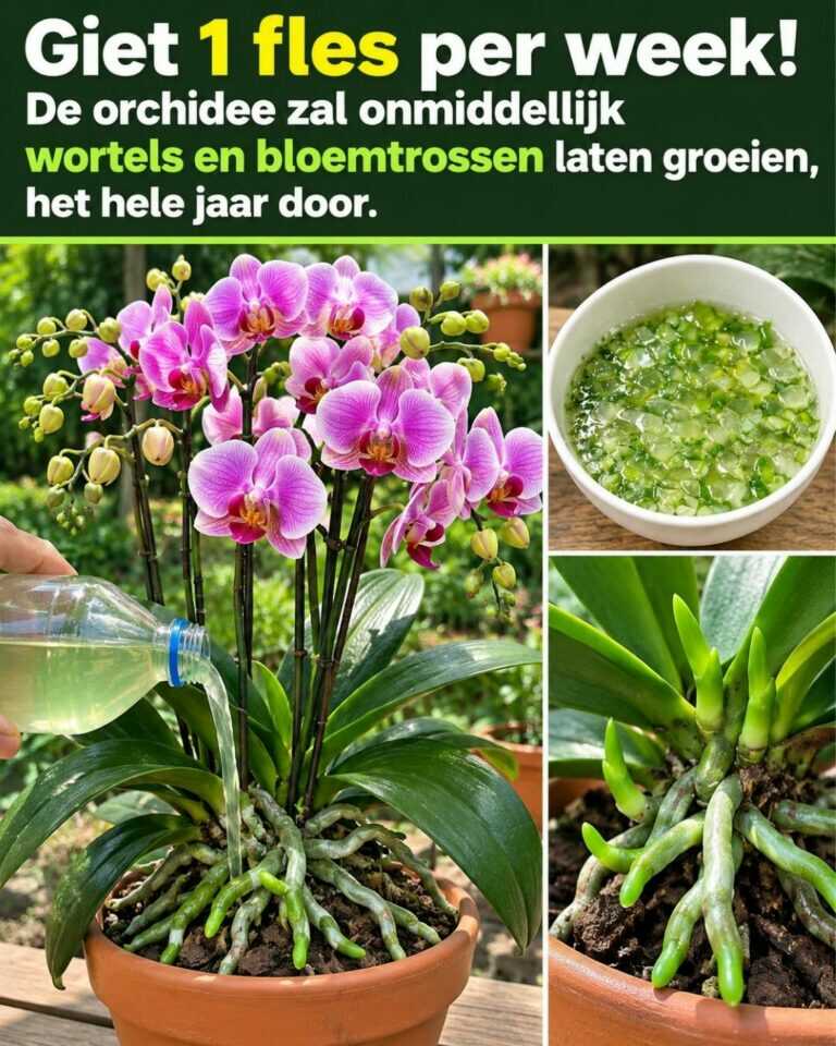 Giet 1 fles per week! De orchidee zal onmiddellijk wortels en bloemtrossen laten groeien, het hele jaar door.
