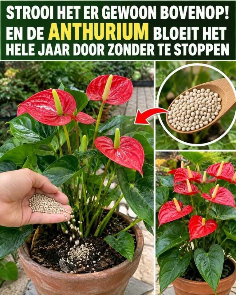 Strooi het er gewoon bovenop! En de anthurium bloeit het hele jaar door zonder te stoppen
