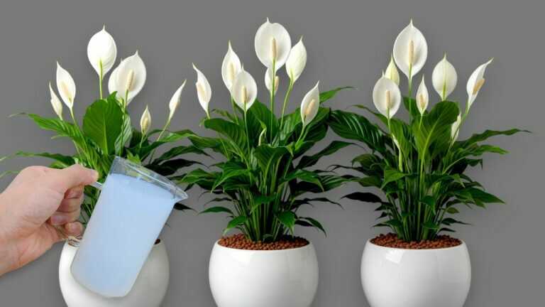 Slechts 1 glas zorgt voor zoveel bloemen — wist je dat?
