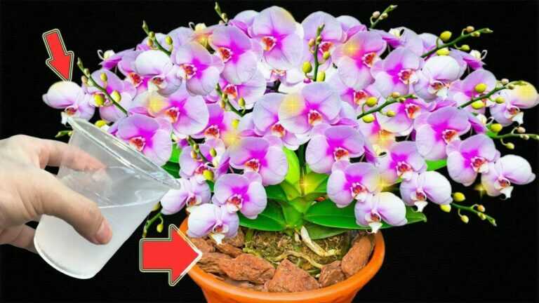 1 šálek měsíčně! Orchideje rostou 300krát rychleji a kvetou po celý rok