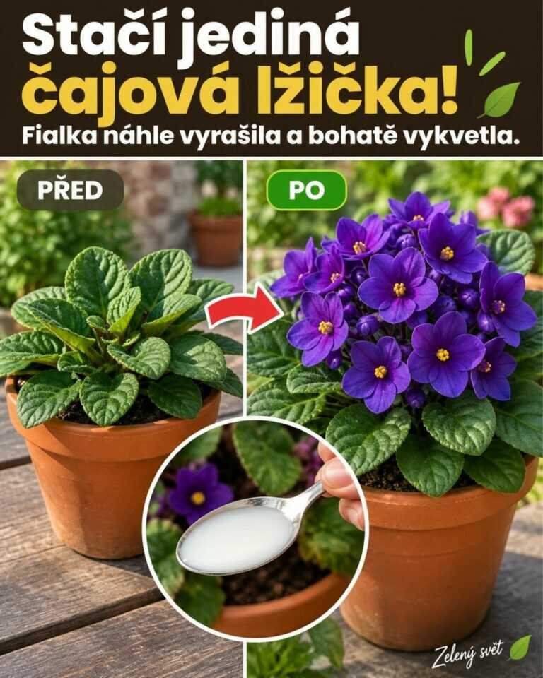 Stačí jediná čajová lžička! Fialka náhle vyrašila a bohatě vykvetla.