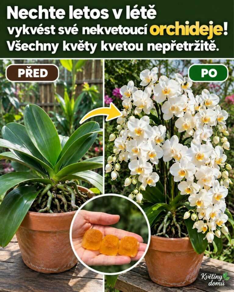 Nechte letos v létě vykvést své nekvetoucí orchideje! Všechny květy kvetou nepřetržitě.