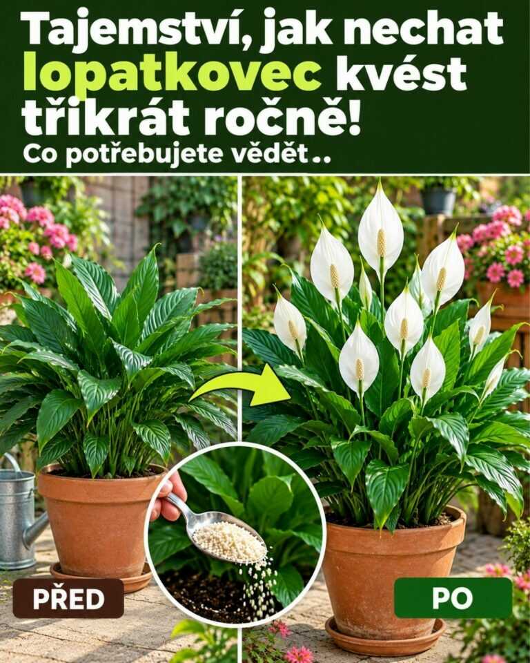 Tajemství, jak nechat lopatkovec kvést třikrát ročně! Co potřebujete vědět.