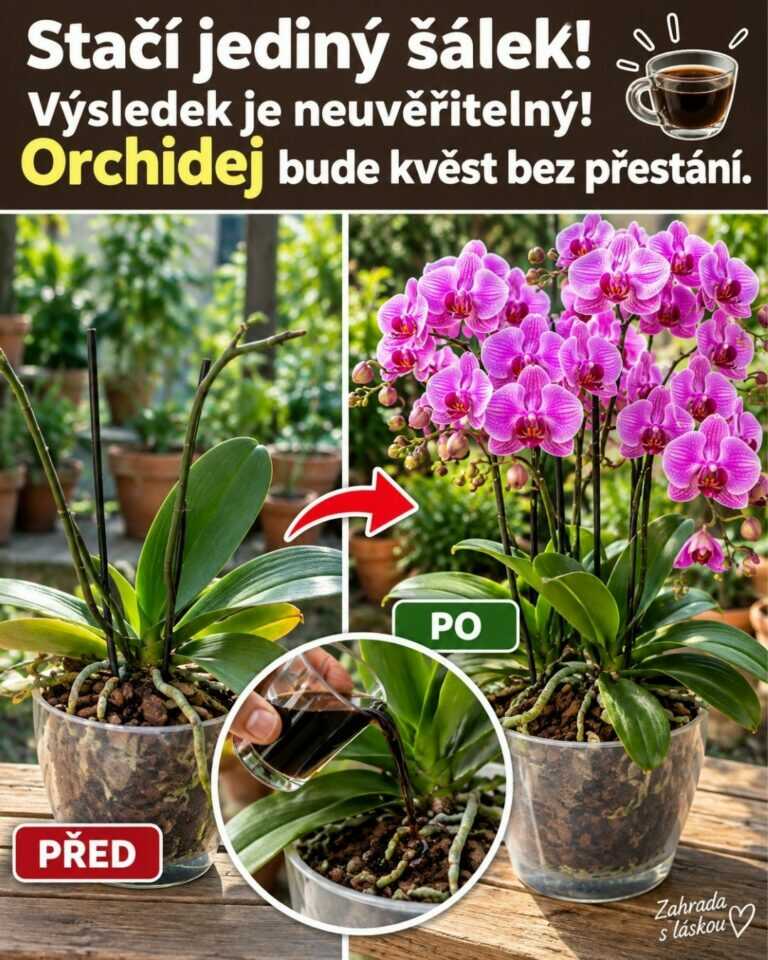Stačí jediný šálek! Výsledek je neuvěřitelný! Orchidej bude kvést bez přestání.