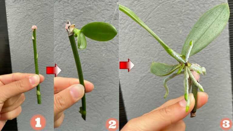 Tajemství snadného pěstování orchidejí! Namnožil jsem je z květních stonků!