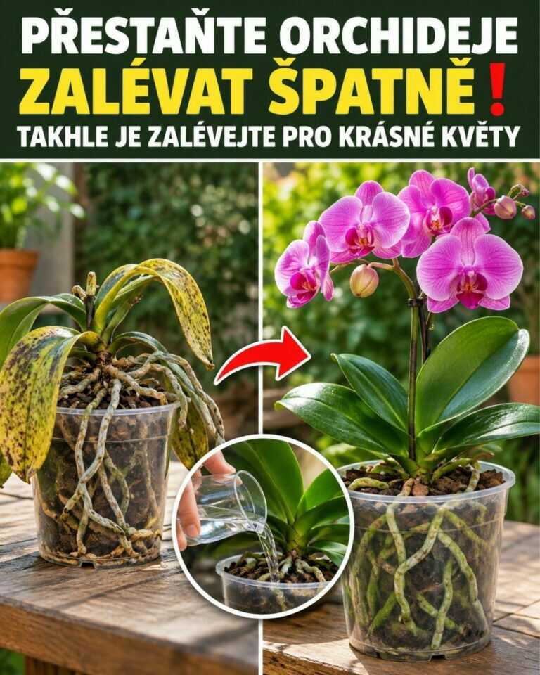 Přestaňte orchideje zalévat špatně! ❗️ Takhle je zalévejte pro