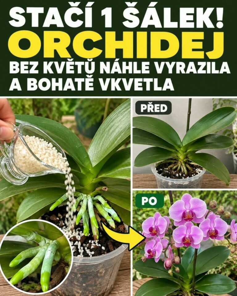 Stačí 1 šálek! Orchidej bez květů náhle vyrazila a bohatě vykvetla
