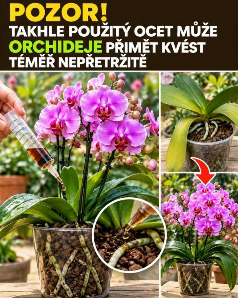 Pozor! Takhle použitý ocet může orchideje přimět kvést téměř nepřetržitě