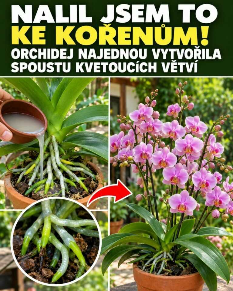 Nalil jsem to ke kořenům! Orchidej najednou vytvořila spoustu kvetoucích větví