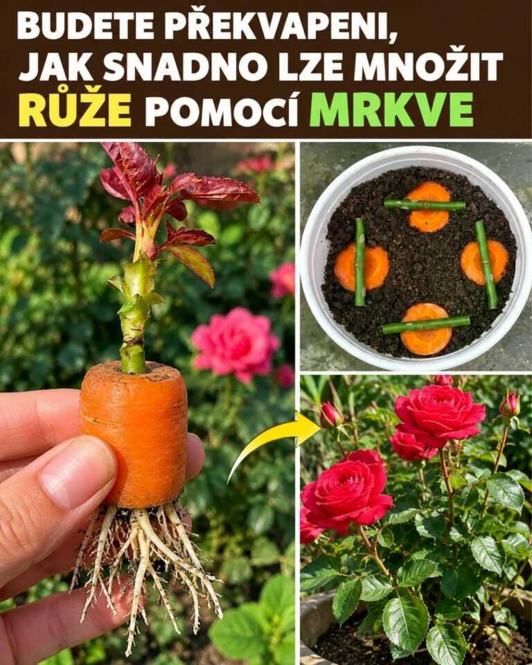 Budete překvapeni, jak snadno lze množit růže pomocí mrkve