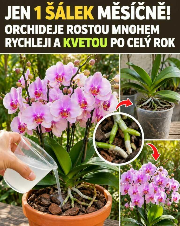 Jen 1 šálek měsíčně! Orchideje rostou mnohem rychleji a kvetou po celý rok